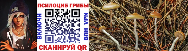 продажа наркотиков  Новая Ладога  Галлюциногенные грибы Psilocybe 